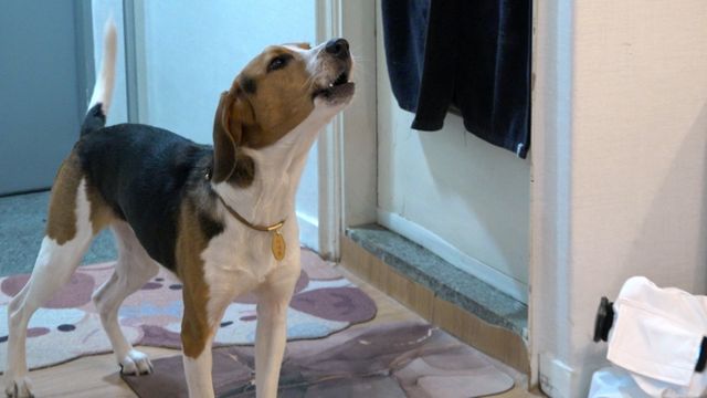 사진 제공 : KBS 2TV 〈개는 훌륭하다〉