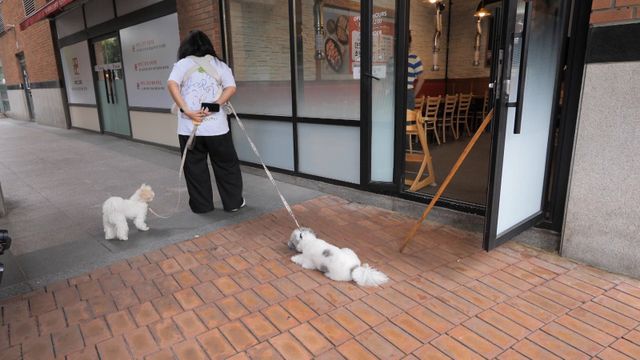 사진 제공 : KBS 2TV 〈개는 훌륭하다〉