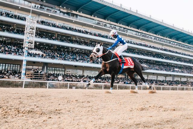 다실바 기수와 호흡을 맞춘 3세마 클린원이 11월 30일 열린 제43회 그랑프리에서 압도적인 기량을 과시하며 결승선을 가장 먼저 통과하고 있다. 사진제공 | 한국마사회