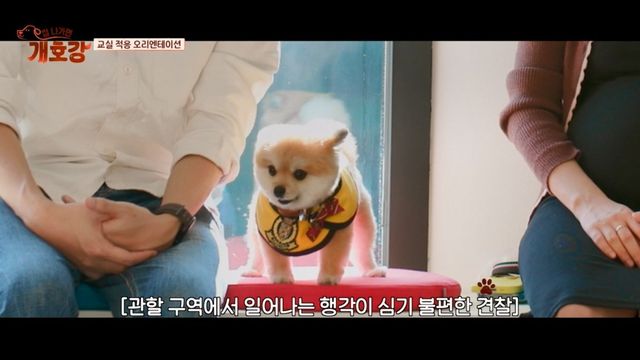 (사진 제공 = JTBC ‘집 나가면 개호강’)