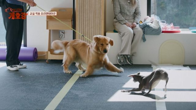 (사진 제공 = JTBC ‘집 나가면 개호강’)