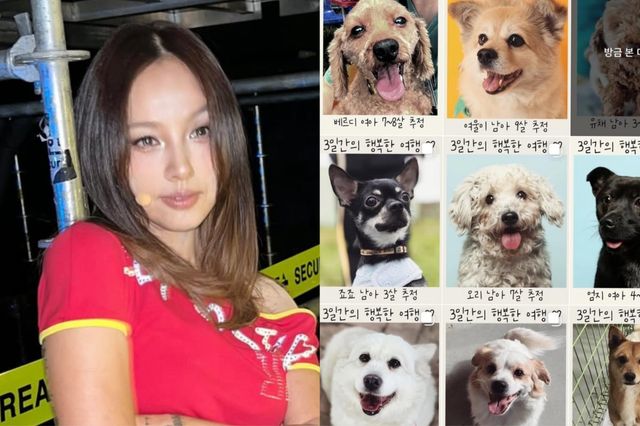 이효리 소셜 캡처