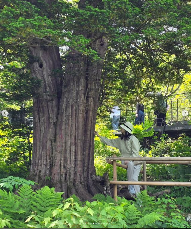 사진｜이영애 인스타그램