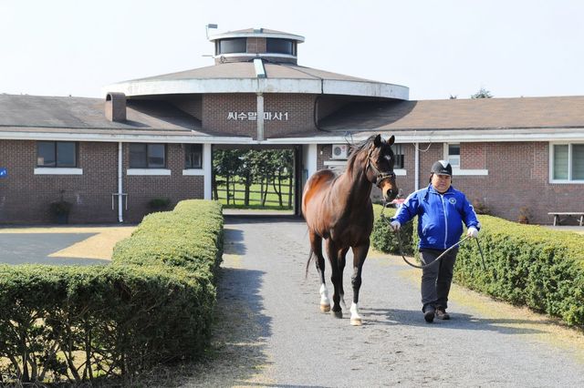 한국마사회 제주목장 교배소로 이동중인 씨수말. 사진제공 | 한국마사회