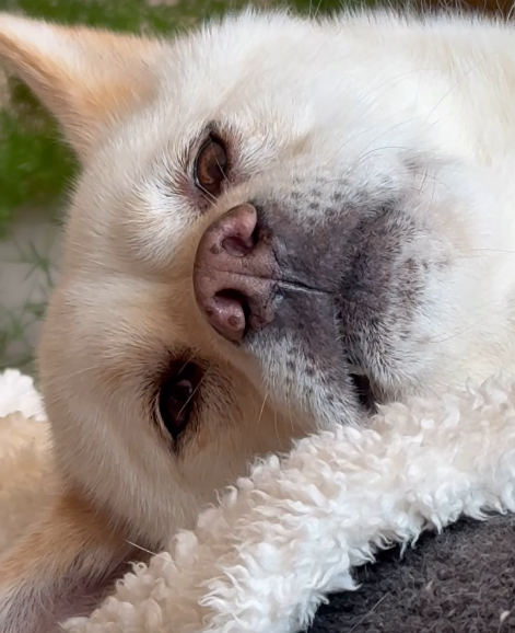 이효리 소셜 캡처