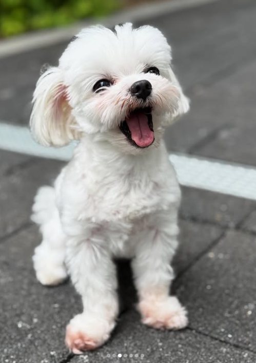 남보라가 SNS에 올린 머털이의 모습