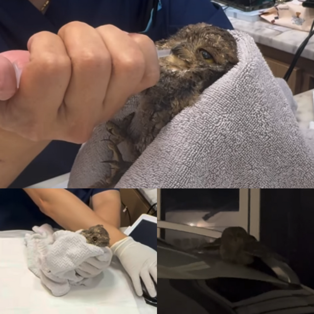 홍진영 소셜 캡처