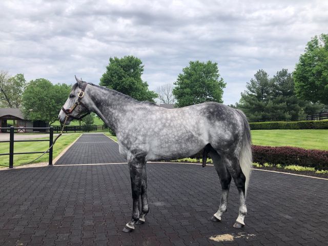‘제2의 메니피’로 기대받고 있는 닉스고. 경주마 유전능력 평가기술인 케이닉스 시스템에 의해 선발된 닉스고가 국내에서 씨수말로 활약하게 됨에 따라 경마 시장 전반에 긍정적 영향을 미칠 것으로 기대되고 있다. 사진제공 | 한국마사회