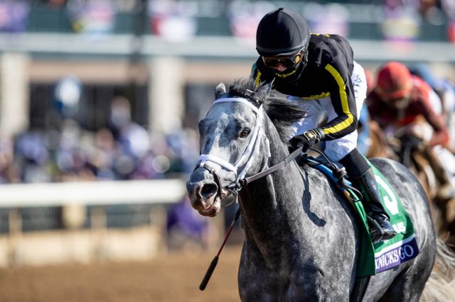 ‘제2의 메니피’로 기대받고 있는 닉스고의 현역 시절 경주 모습. 경주마 유전능력 평가기술인 케이닉스 시스템에 의해 선발된 닉스고가 국내에서 씨수말로 활약하게 됨에 따라 경마 시장 전반에 긍정적 영향을 미칠 것으로 기대되고 있다. 사진제공 | 한국마사회