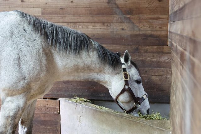 제주 입성 후 건초를 먹고 있는 닉스고.
