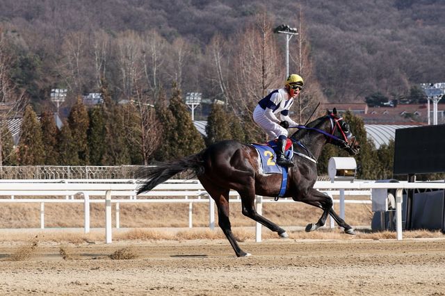 제24회 세계일보배에서 우승을 차지한 스피드영과 조인권 기수.