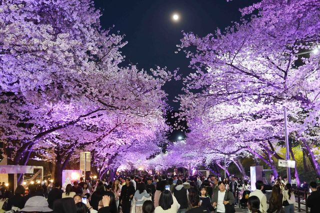 지난해 렛츠런파크 서울 벚꽃축제 모습.