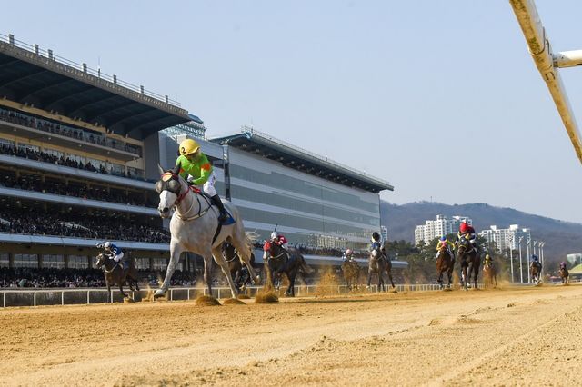 라온포레스트와 조재로 기수(노란색 모자)가 19일 렛츠런파크 서울에서 열린 제29회 동아일보배에서 추입에 성공하며 결승선을 가장 먼저 통과하고 있다. 사진제공 | 한국마사회