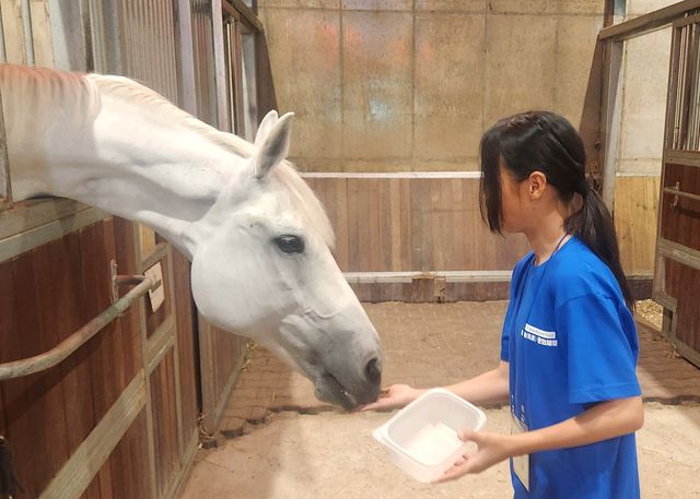 마·농 문화체험을 통해 말에게 먹이를 주고 있는 초등생.