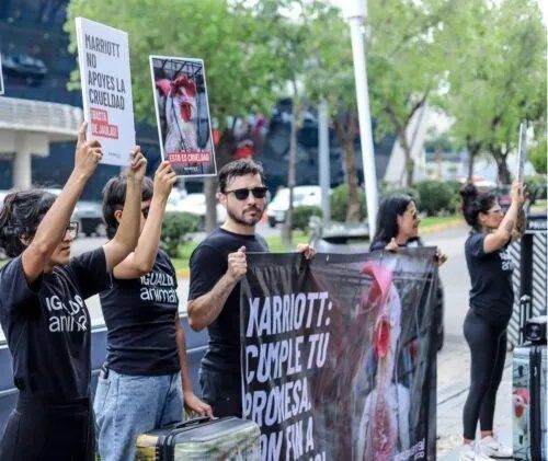 축구국가대표팀이 북중미월드컵 기간 머물고 있는 숙소인 멕시코 할리스코주 과달라하라 사포판의 웨스틴 과달라하라 앞에서 동물권 보호를 촉구하는 시위가 한창이다. 사진출처｜애니멀 이퀄리티