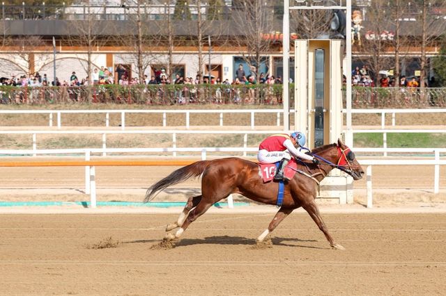 빈체로카발로. 사진제공｜한국마사회
