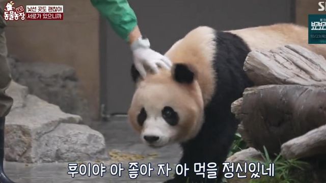 'TV 동물농장' 방송 화면 