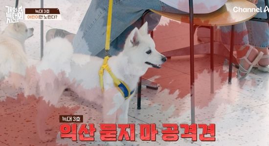 채널A '개와 늑대의 시간'