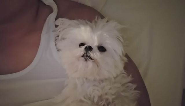 '꽃분이' 영상 캡처