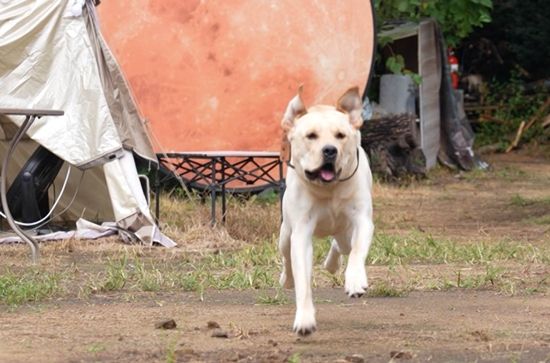 SBS 'TV 동물농장'