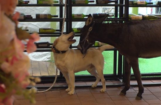 SBS 'TV 동물농장'