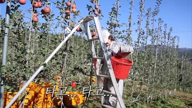 유튜브 채널 '나도최강희'