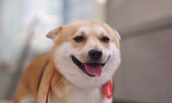 사진= SBS 'TV동물농장' 제공