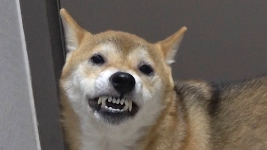 KBS 2TV '개는 훌륭하다'