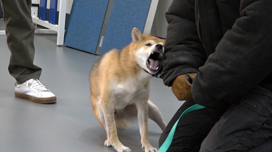 KBS 2TV '개는 훌륭하다'