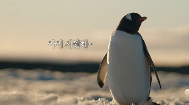 MBC '남극의 셰프'