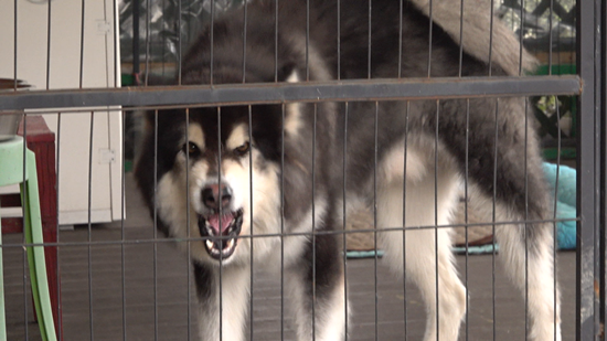 KBS 2TV '개는 훌륭하다'