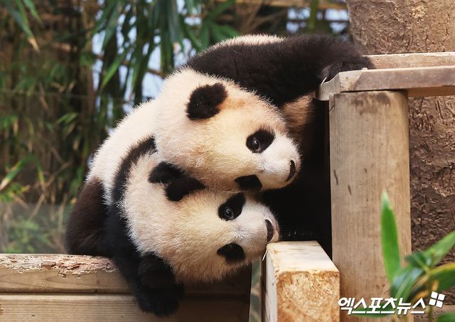 에버랜드 판다월드의 루이바오, 후이바오. 엑스포츠뉴스 DB