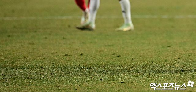 문화체육관광부가 국내 축구장 잔디 관리 문제 해결을 위해 한국프로축구연맹과 전주 조사를 실시하고 개선 방안을 모색하겠다고 밝혔다. 사진 엑스포츠뉴스 DB