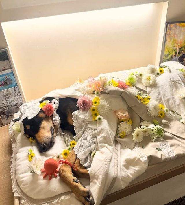 배정남의 반려견 벨.