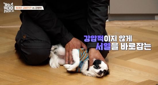 채널A '개와 늑대의 시간2'