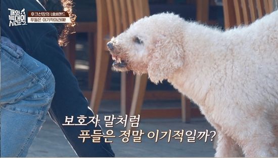 채널A '개와 늑대의 시간2'