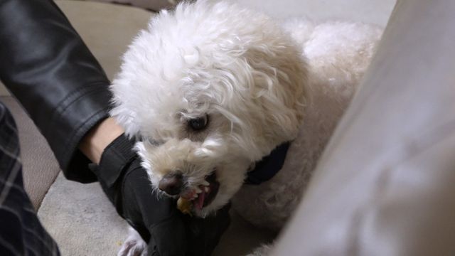 KBS2 ‘개는 훌륭하다’