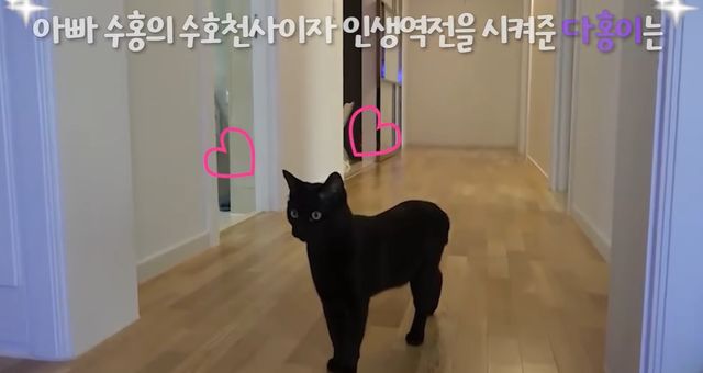 유튜브 '행복해다홍' 캡쳐