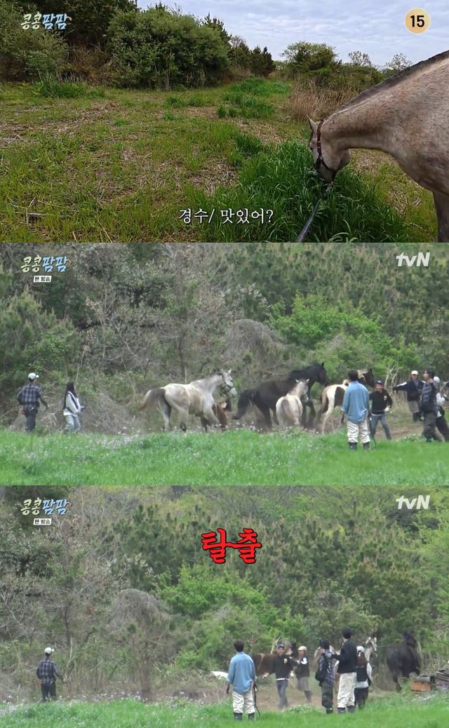 tvN '콩콩팜팜' 캡쳐