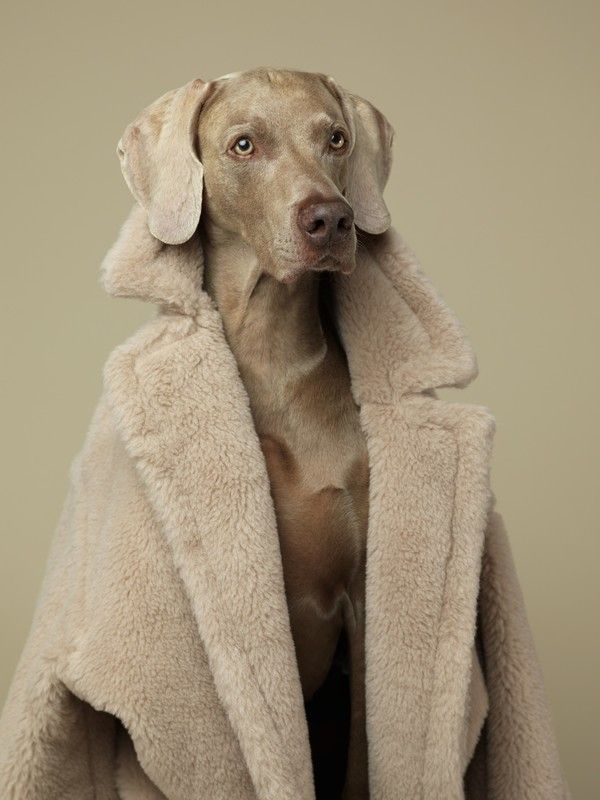 /사진=막스마라