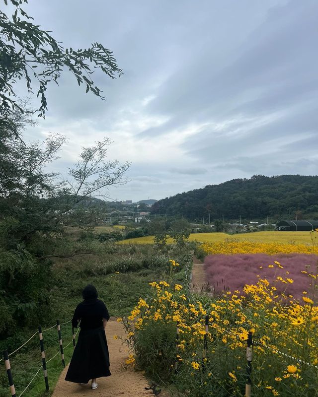 한선화, 가을 들꽃 사이로 거니는 우아한 뒷모습.@shhdaily