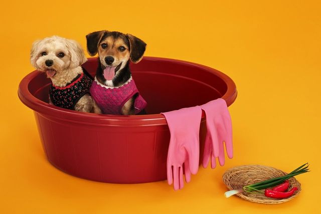 한국 전통의 따뜻함을 담은 BYC 김장조끼. 반려견에게도 특별한 겨울 패션을 선사하는 사랑스러운 아이템./사진=BYC