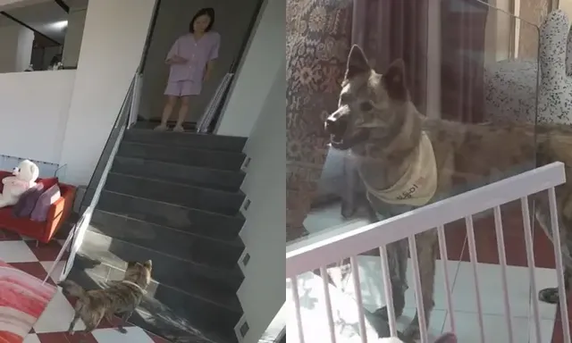 /사진=MBC ‘나 혼자 산다’, 박나래의 반려견 ‘복돌이’ 동거 공개