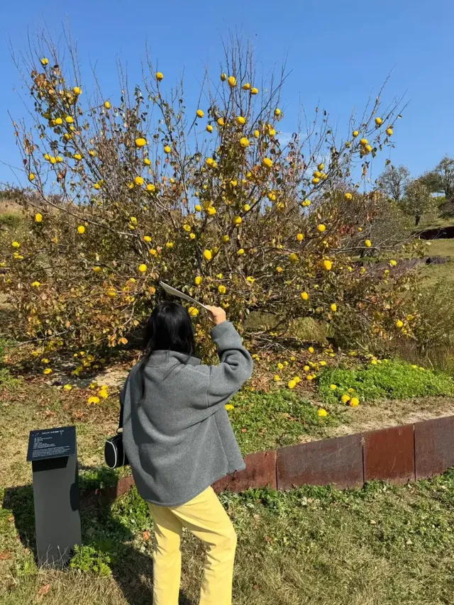 노란 열매 가득한 자연 속에서 그레이 플리스와 파스텔 팬츠로 완성한 고소영의 우아한 산책룩. /사진=고소영 인스타그램