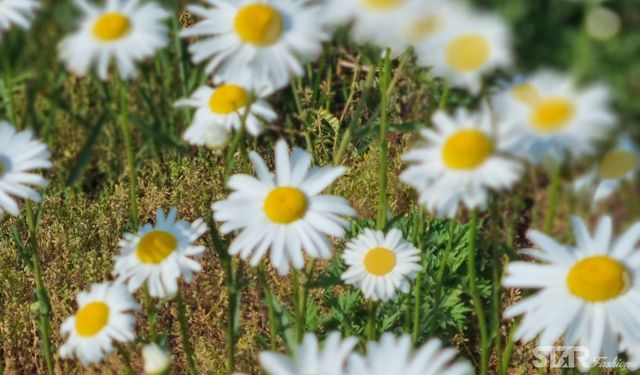 /사진=스타패션DB