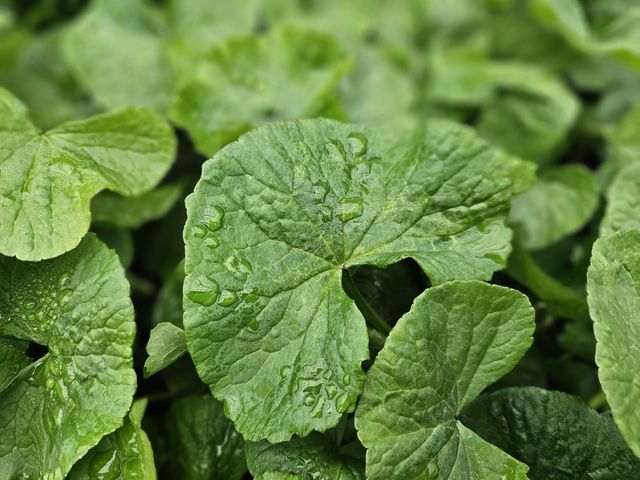 에스크베이스/사진=리만코리아