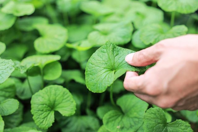 /사진=리만코리아