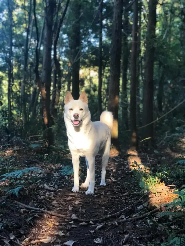 숲속에서 늠름함을 뽐내는 구아나 | 견생샷 남기고 무지개다리 건넌 프로 모델 /사진=이상순 인스타그램