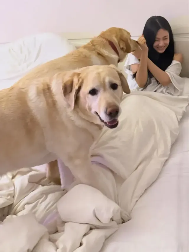멍뭉미 폭발 모먼트 | "패션의 완성은 댕댕이?" 리트리버와 함께한 무장해제 일상 /사진=닝닝 인스타그램