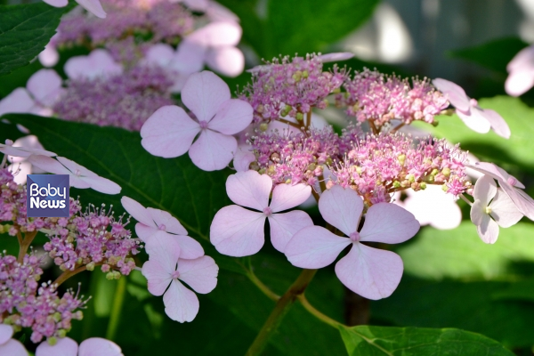 산수국. ⓒ코스맥스바이오